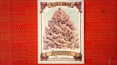 2021 Topps Allen & Ginter: #AA-1 Blue Spruce (Arboreal Appreciation Set) Default Title