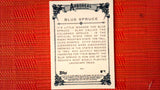 2021 Topps Allen & Ginter: #AA-1 Blue Spruce (Arboreal Appreciation Set) Default Title