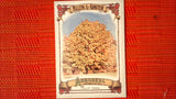2021 Topps Allen & Ginter: #AA-14 Tulip Tree (Arboreal Appreciation Set) Default Title