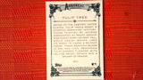 2021 Topps Allen & Ginter: #AA-14 Tulip Tree (Arboreal Appreciation Set) Default Title