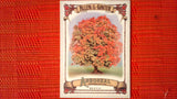 2021 Topps Allen & Ginter: #AA-15 Beech (Arboreal Appreciation Set) Default Title