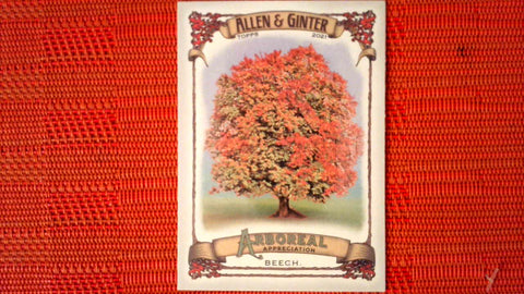2021 Topps Allen & Ginter: #AA-15 Beech (Arboreal Appreciation Set) Default Title