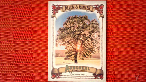 2021 Topps Allen & Ginter: #AA-2 Sycamore (Arboreal Appreciation Set) Default Title
