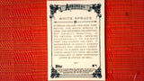 2021 Topps Allen & Ginter: #AA-4 White Spruce (Arboreal Appreciation Set) Default Title