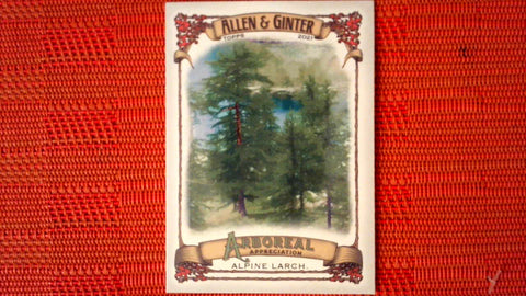 2021 Topps Allen & Ginter: #AA-7 Alpine Larch (Arboreal Appreciation Set) Default Title