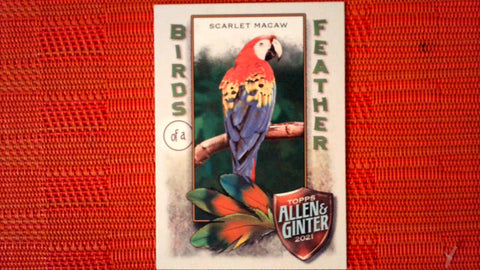 2021 Topps Allen & Ginter: #BOF-3 Scarlet Macaw (Birds of a Feather Set) Default Title