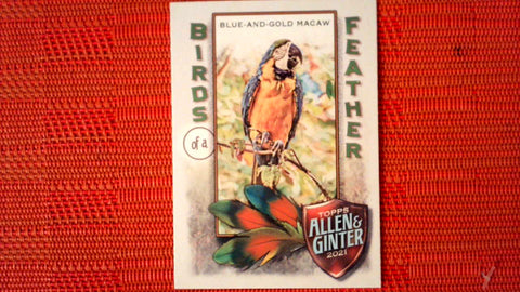 2021 Topps Allen & Ginter: #BOF-4 Blue-and-Gold Macaw (Birds of a Feather Set) Default Title
