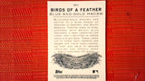 2021 Topps Allen & Ginter: #BOF-4 Blue-and-Gold Macaw (Birds of a Feather Set) Default Title