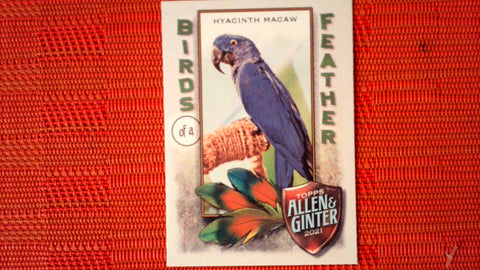 2021 Topps Allen & Ginter: #BOF-6 Hyacinth Macaw (Birds of a Feather Set) Default Title