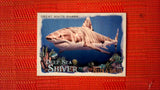 2021 Topps Allen & Ginter: #DSS-1 Great White Shark (Deep Sea Shiver Set) Default Title