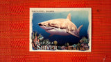 2021 Topps Allen & Ginter: #DSS-11 Mackerel Shark (Deep Sea Shiver Set) Default Title
