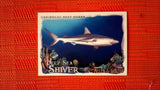 2021 Topps Allen & Ginter: #DSS-13 Caribbean Reef Shark (Deep Sea Shiver Set) Default Title