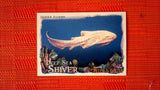 2021 Topps Allen & Ginter: #DSS-14 Zebra Shark (Deep Sea Shiver Set) Default Title