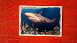 2021 Topps Allen & Ginter: #DSS-15 Silvertip Shark (Deep Sea Shiver Set) Default Title