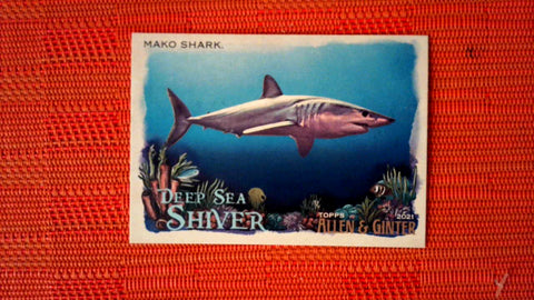 2021 Topps Allen & Ginter: #DSS-3 Mako Shark (Deep Sea Shiver Set) Default Title