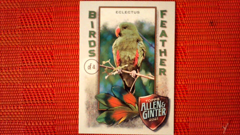 2021 Topps Allen & Ginter: #BOF-1 Eclectus (Birds of a Feather Set) Default Title