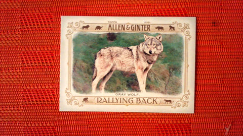 2021 Topps Allen & Ginter: #RB-1 Gray Wolf (Rallying Back Set) Default Title