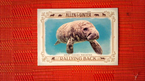 2021 Topps Allen & Ginter: #RB-10 West Indian Manatee (Rallying Back Set) Default Title