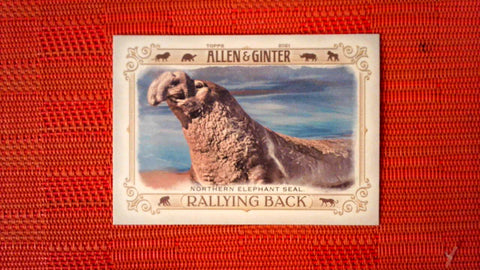 2021 Topps Allen & Ginter: #RB-5 Northern Elephant Seal (Rallying Back Set) Default Title