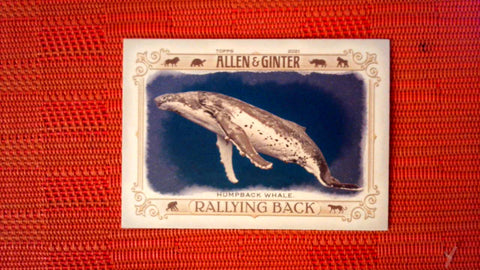 2021 Topps Allen & Ginter: #RB-6 Humpback Whale (Rallying Back Set) Default Title