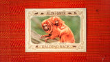 2021 Topps Allen & Ginter: #RB-8 Golden Lion Tamarin (Rallying Back Set) Default Title