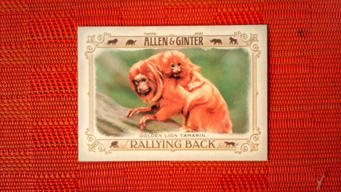 2021 Topps Allen & Ginter: #RB-8 Golden Lion Tamarin (Rallying Back Set) Default Title